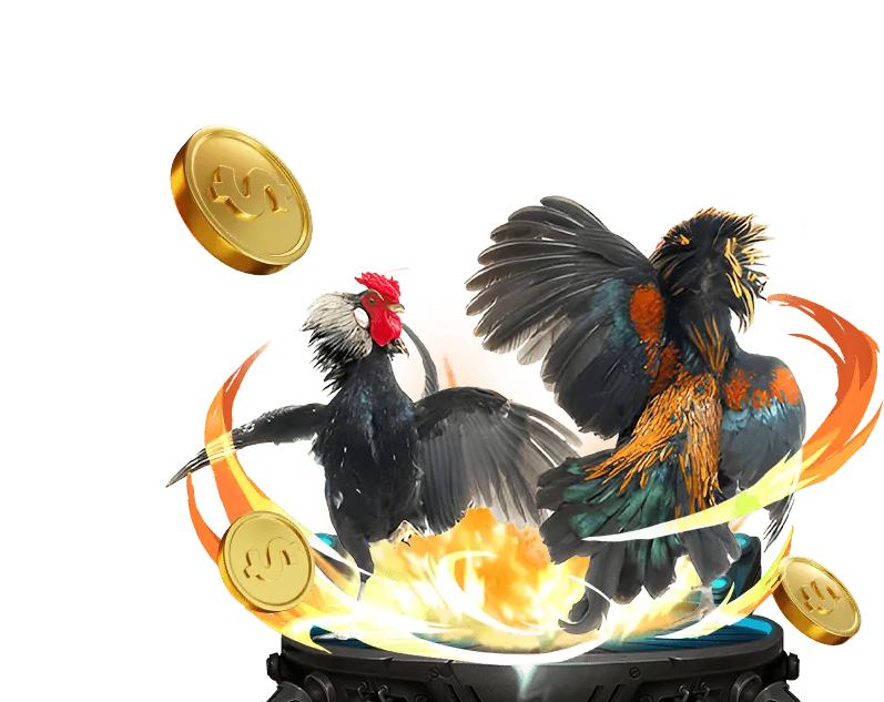 Cảnh tượng trận đá gà sôi động tại Campuchia